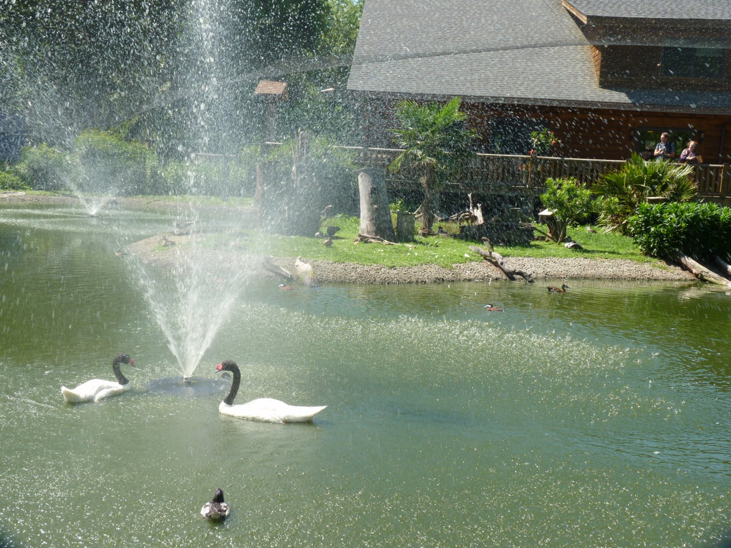 Multi national avairy