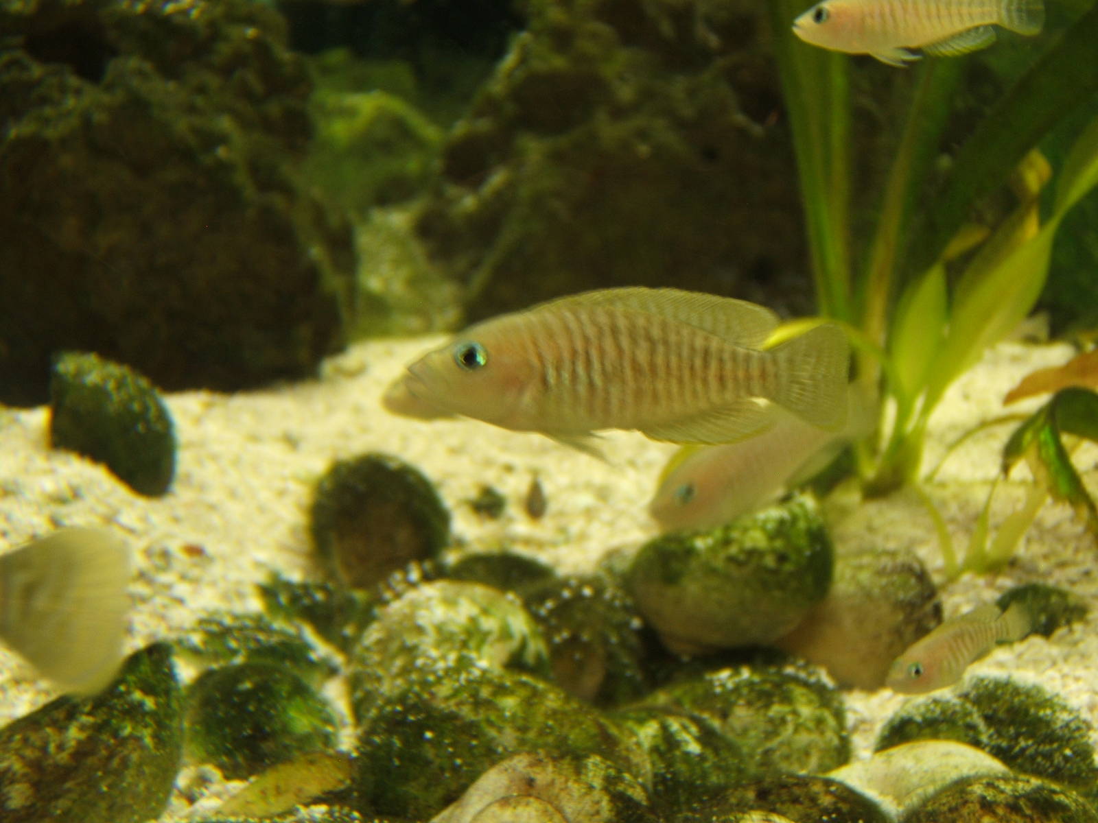Multi Shelldweller (Neolamprologus multifasciatus)