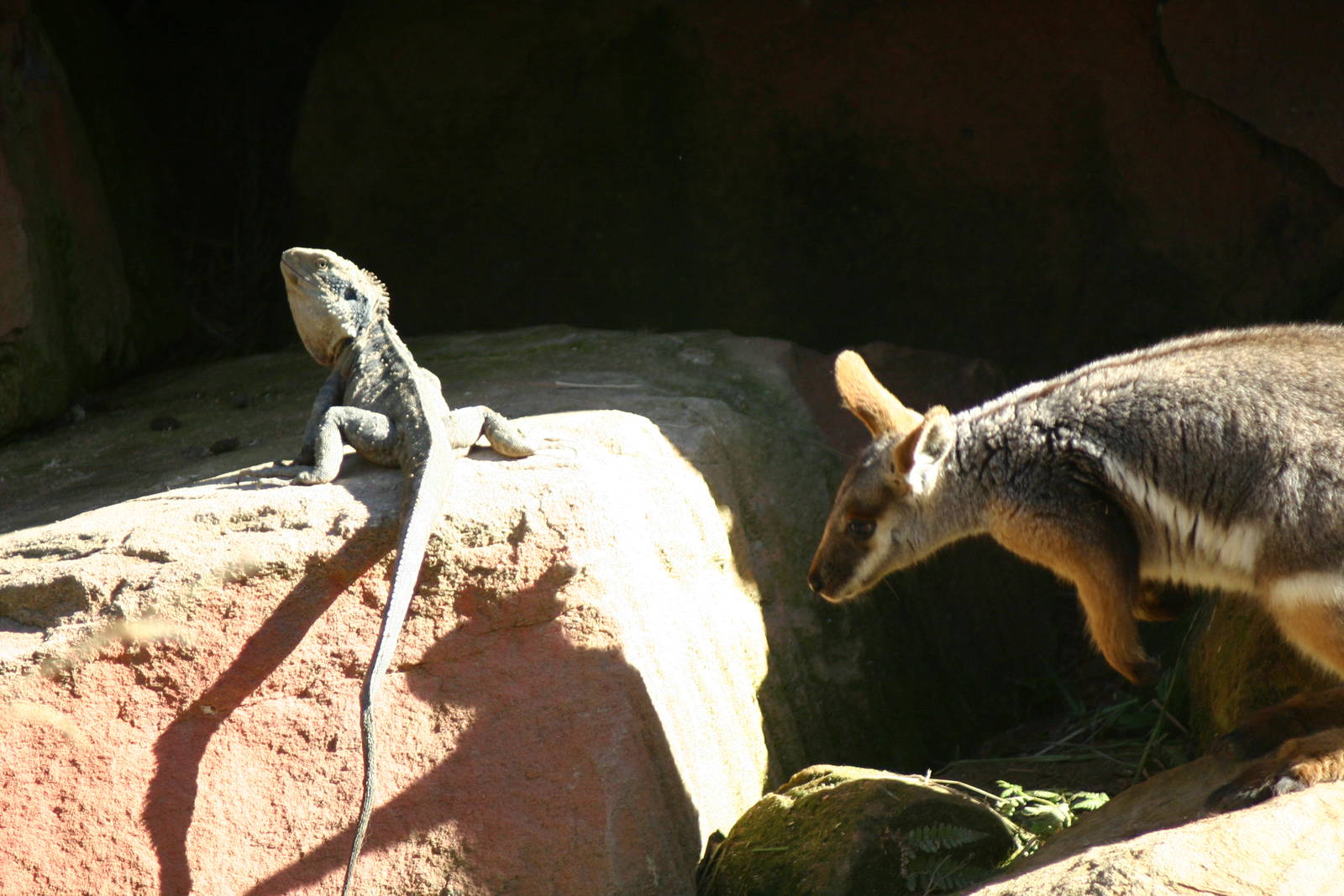 Multi-Species Interaction, Australian Reptile Park