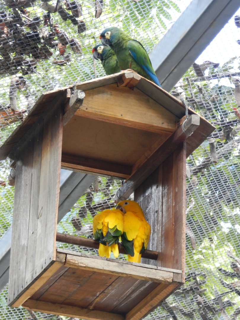 Multi species shelter (Walkthrough aviary) - Belo Horizonte zoo