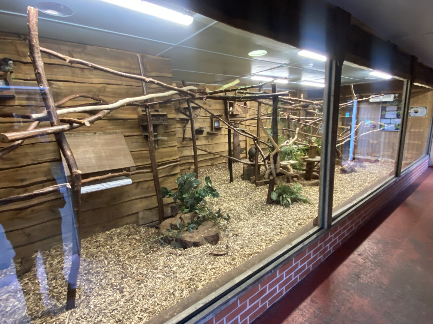 Multi-species South American exhibit 260124