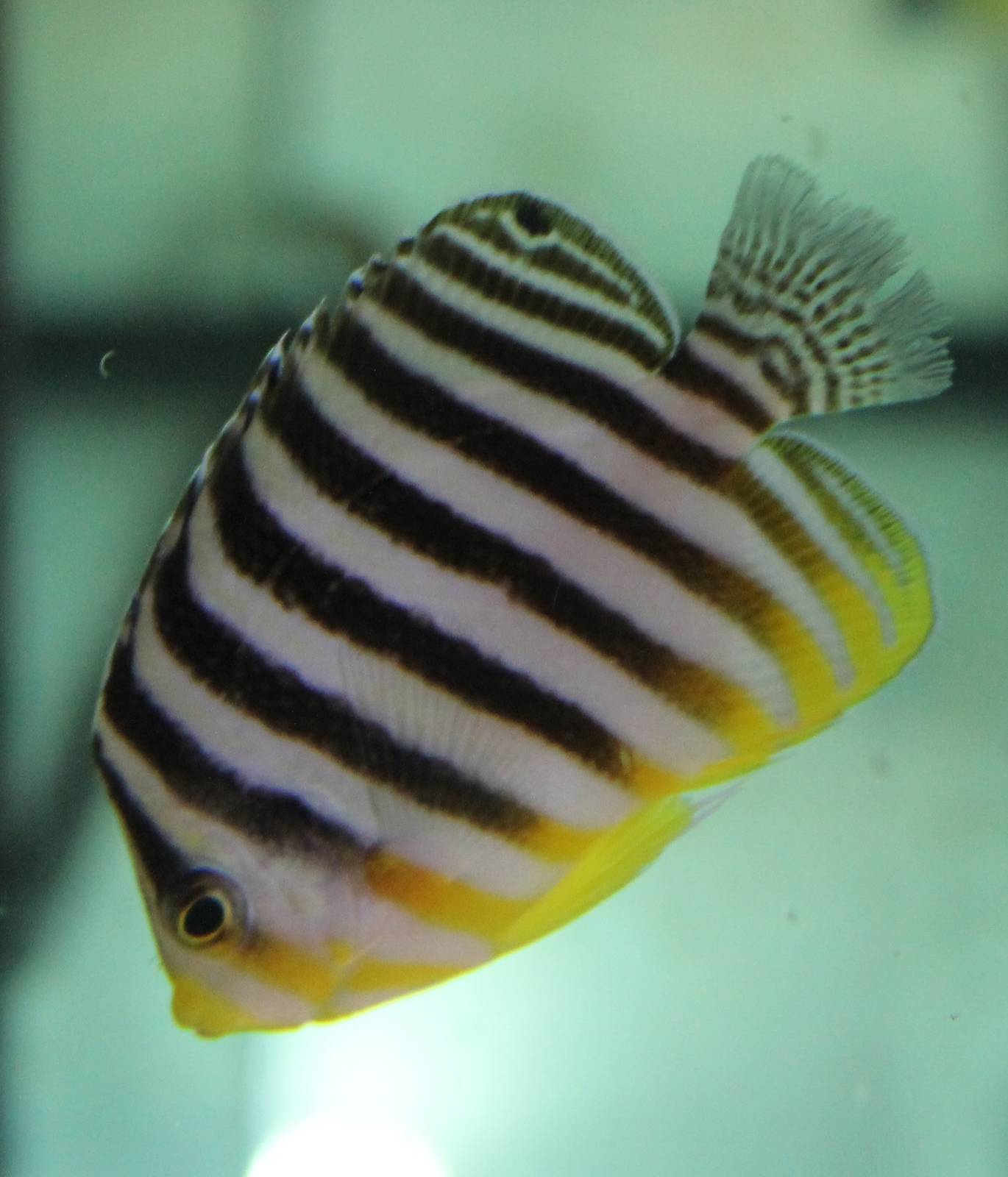 Multibar Angelfish (Paracentropyge multifasciata)