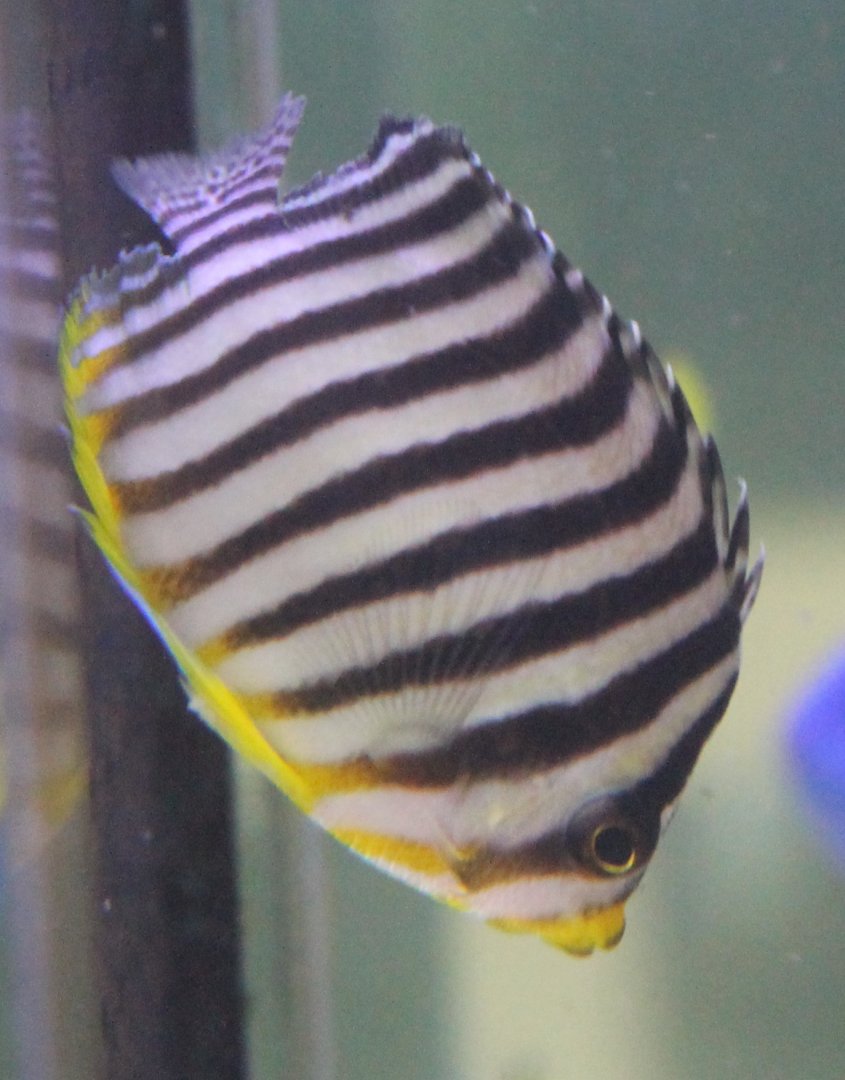 Multibar angelfish - Paracentropyge multifasciata