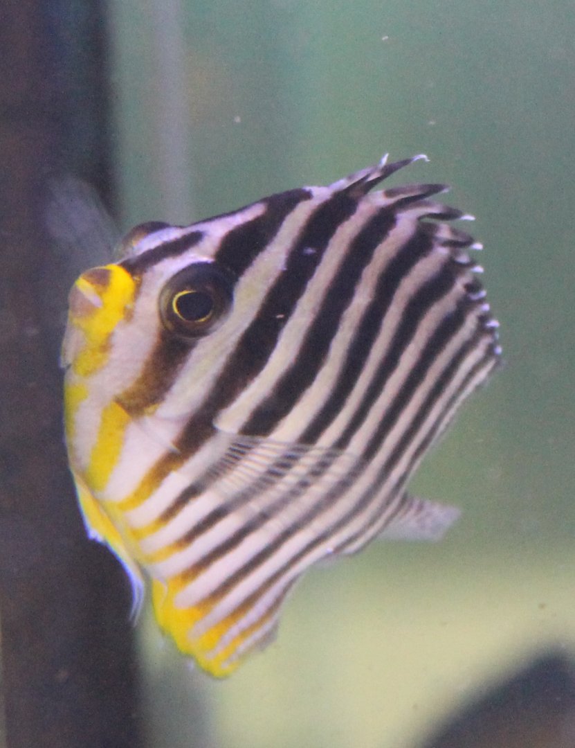 Multibar angelfish - Paracentropyge multifasciata