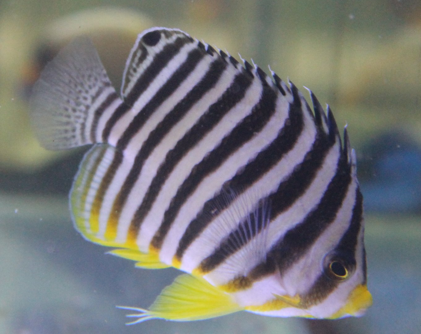 Multibar angelfish - Paracentropyge multifasciata