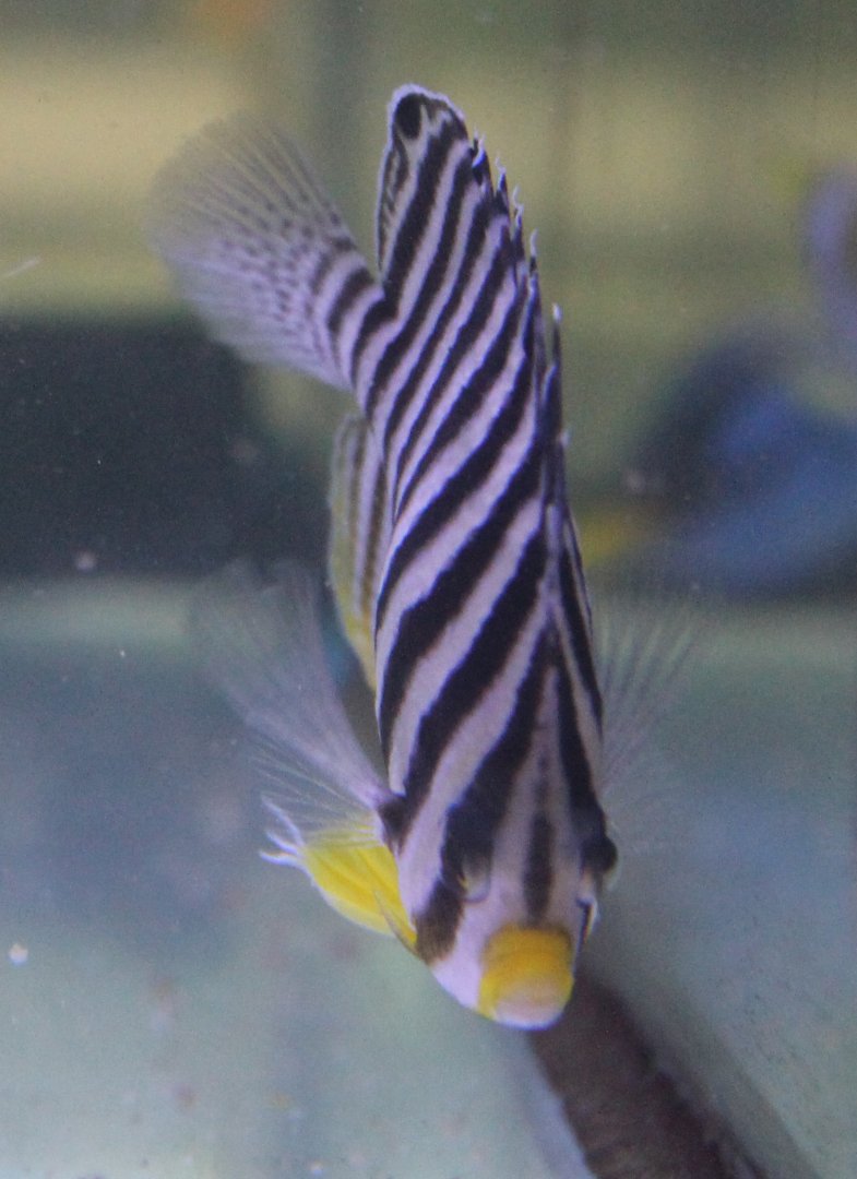 Multibar angelfish - Paracentropyge multifasciata