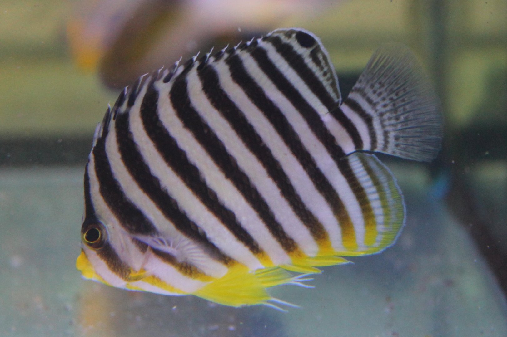 Multibar angelfish - Paracentropyge multifasciata