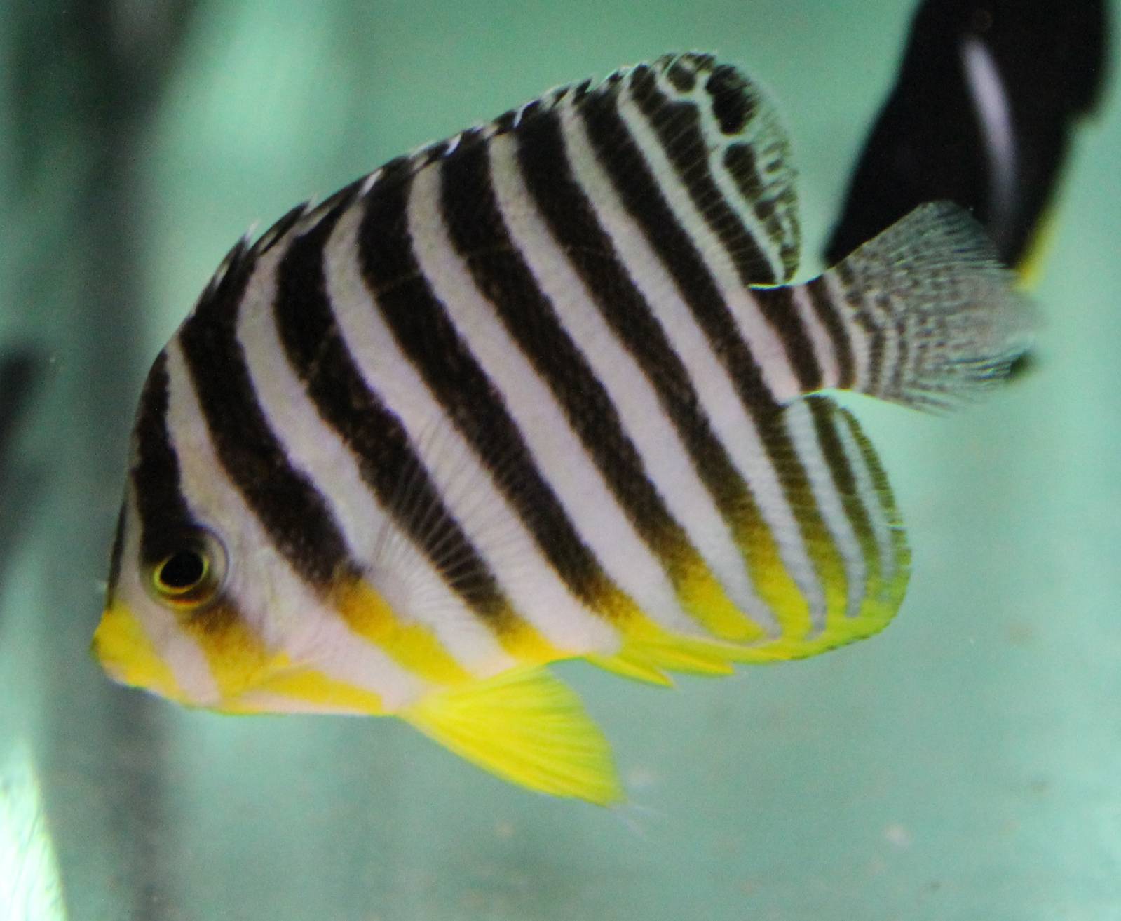 Multibar butterflyfish
