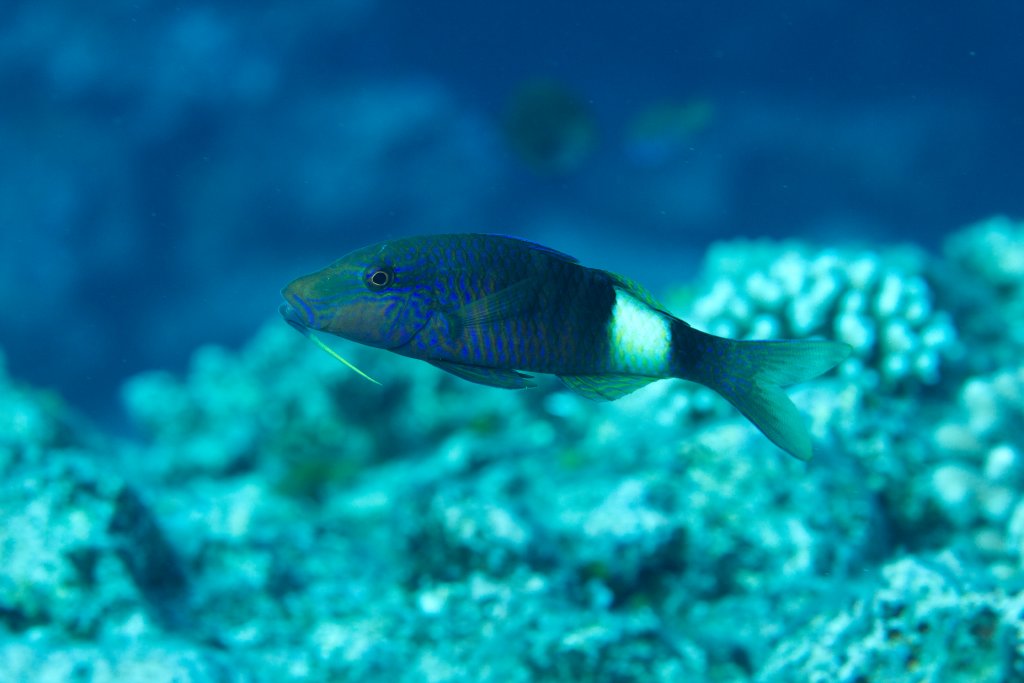 Multibar Goatfish (Parupeneus multifasciatus)