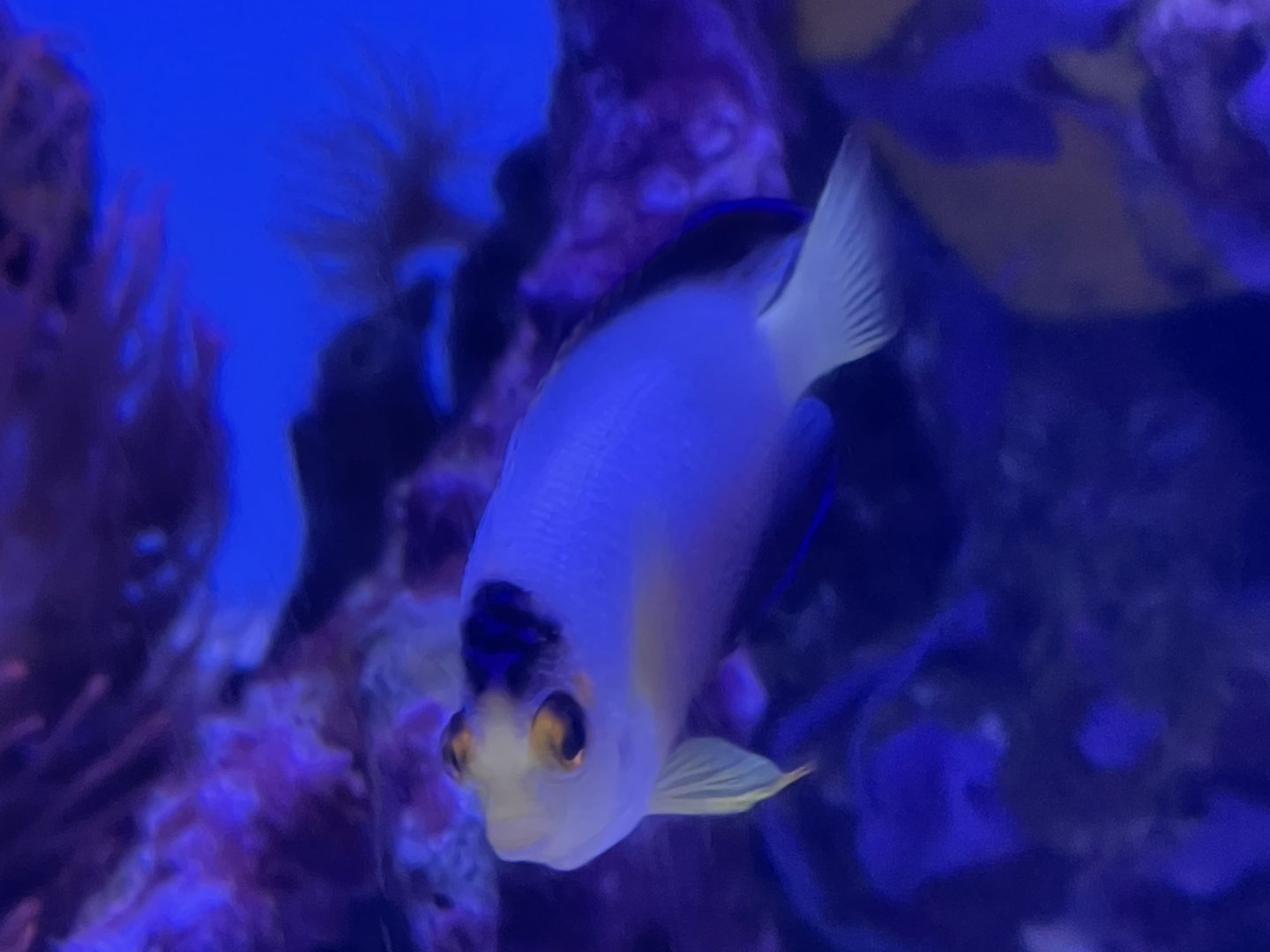 multicolor angelfish