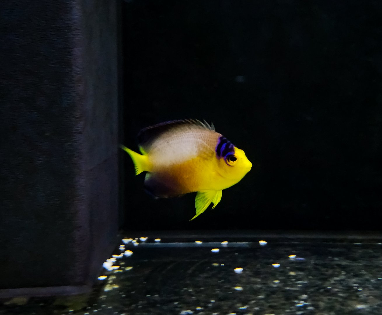 Multicolor Angelfish