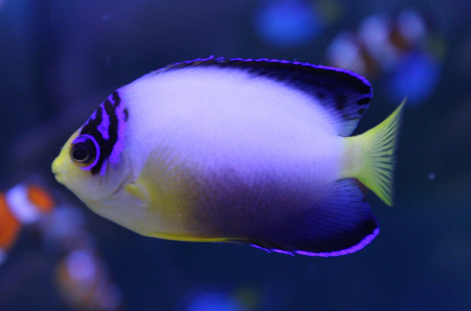Multicolor dwarf angelfish - Centropyge multicolor