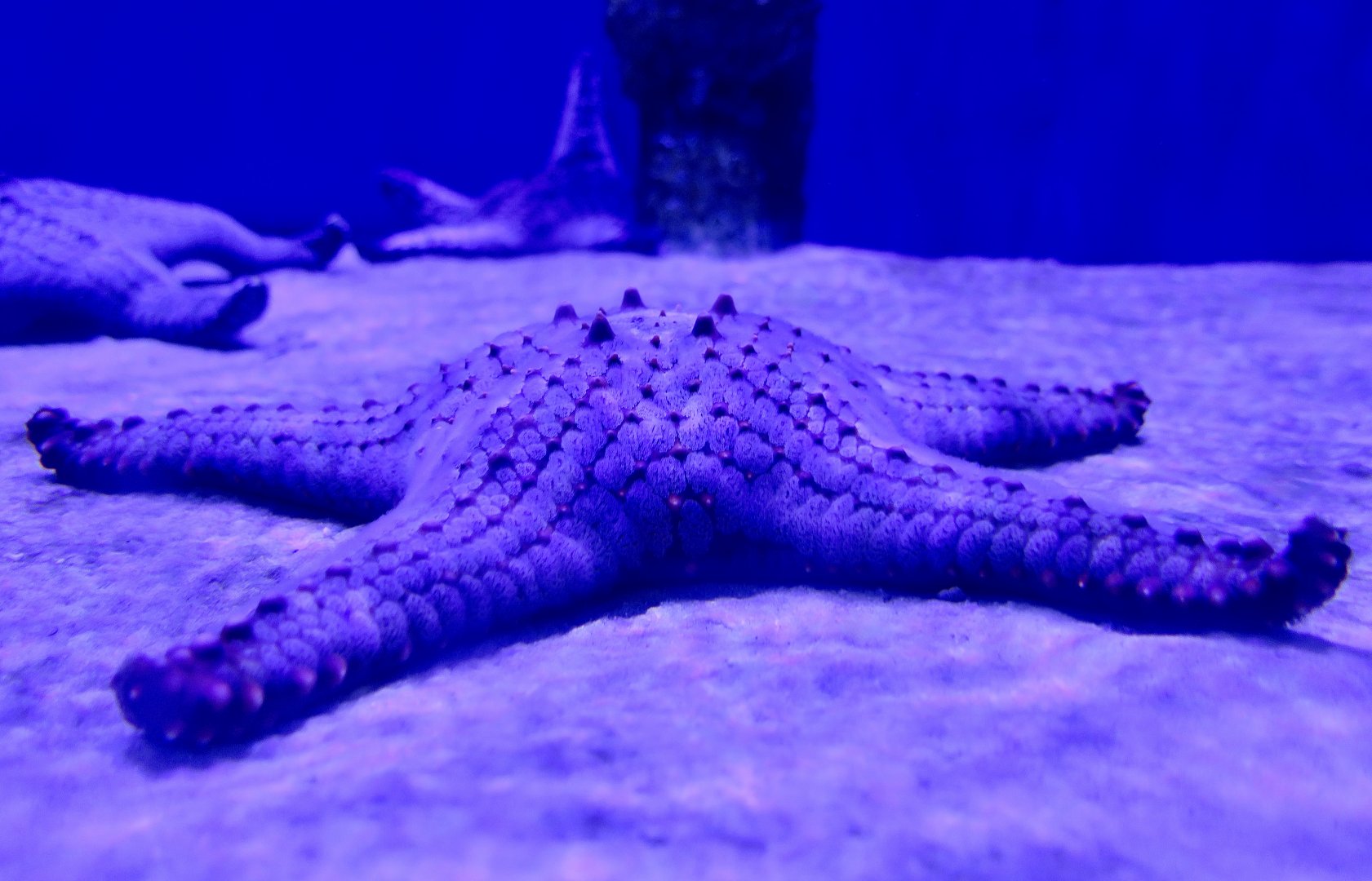 Multicolored Knobbed Starfish (Pentaceraster mammillatus)