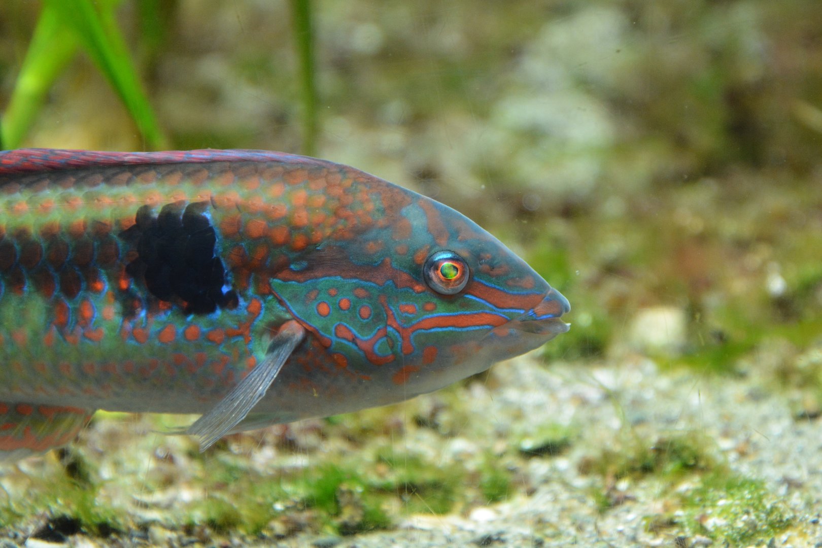 Multicolorfin rainbowfish (Parajulis poecilepterus) male