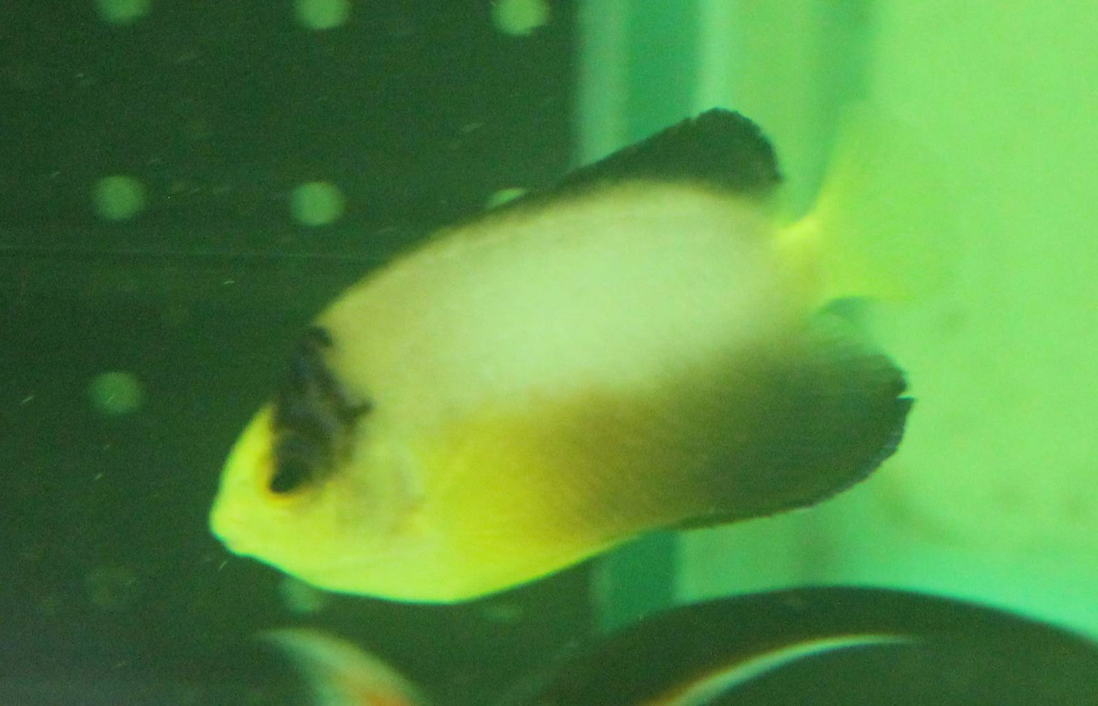 Multicolour angelfish