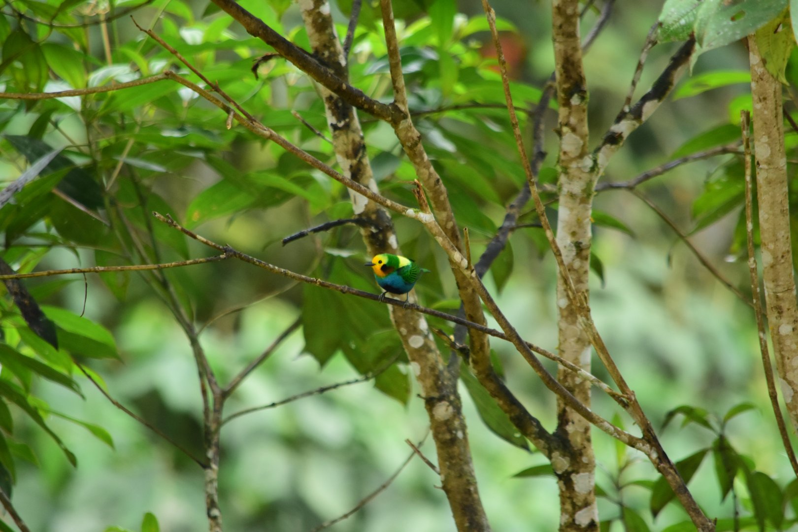 Multicoloured tanager (Chlorochrysa nitidissima) male