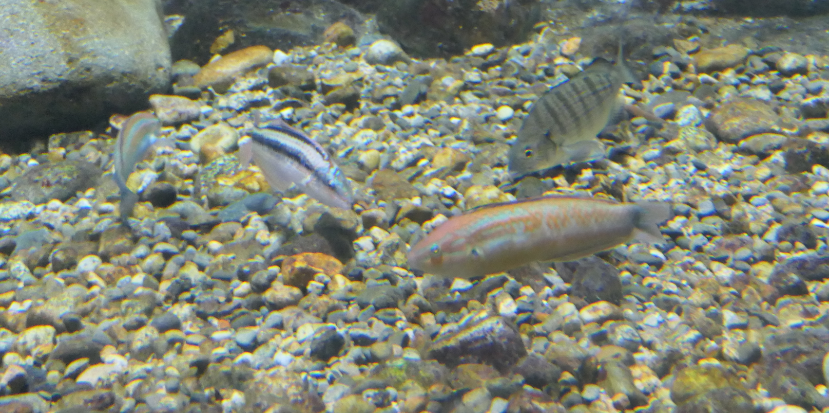 Multicolourfin Rainbowfish (Parajulius poecilopterus) - Uozu Aquarium