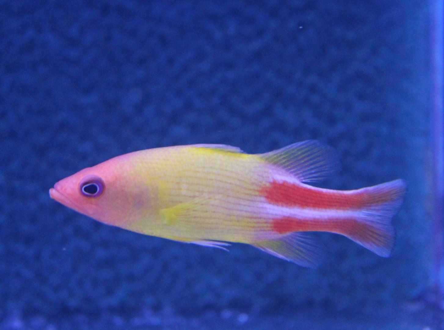 Multiline Basslet - Liopropoma multilineatum