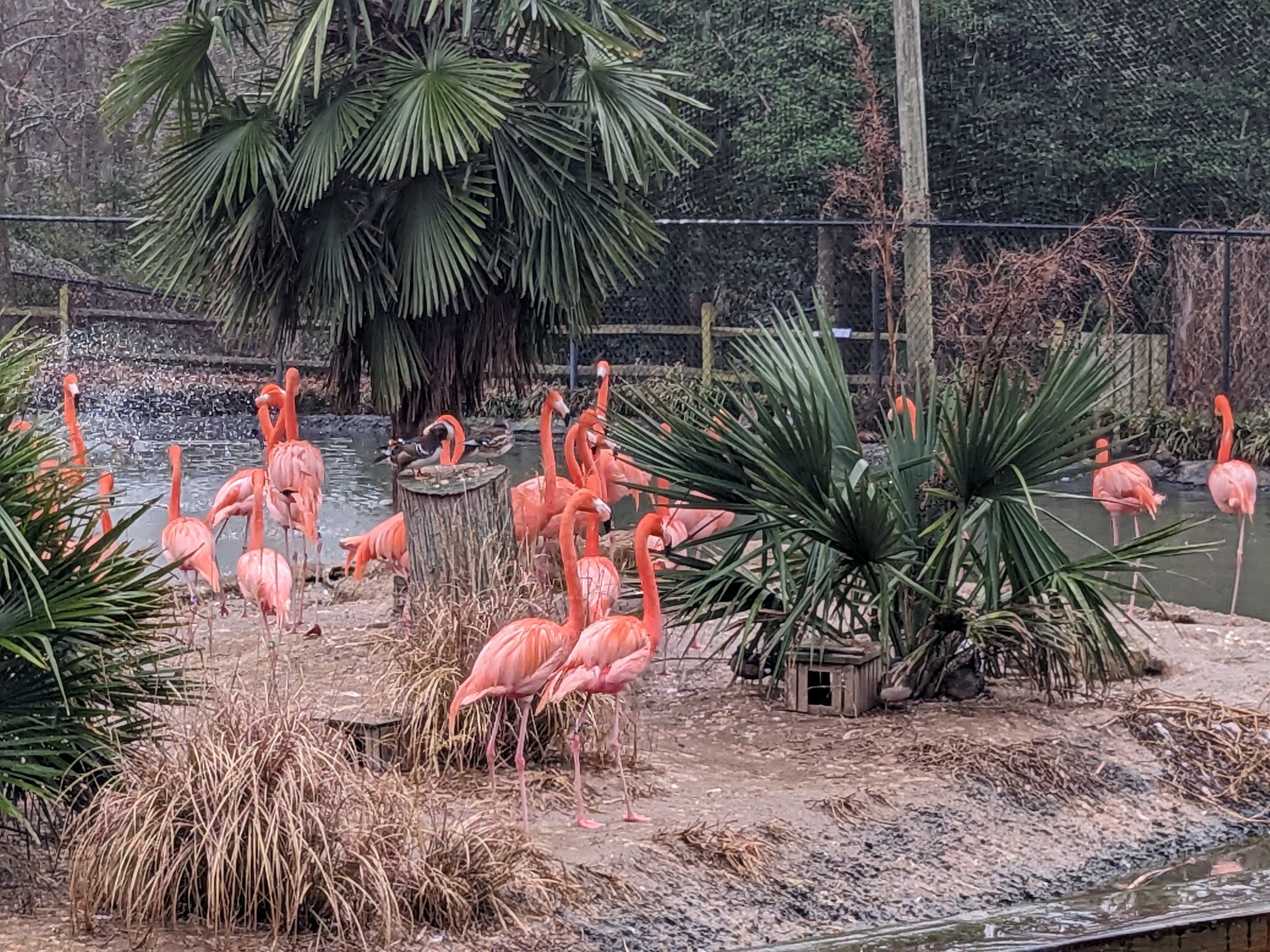 Multinational - American Flamingo