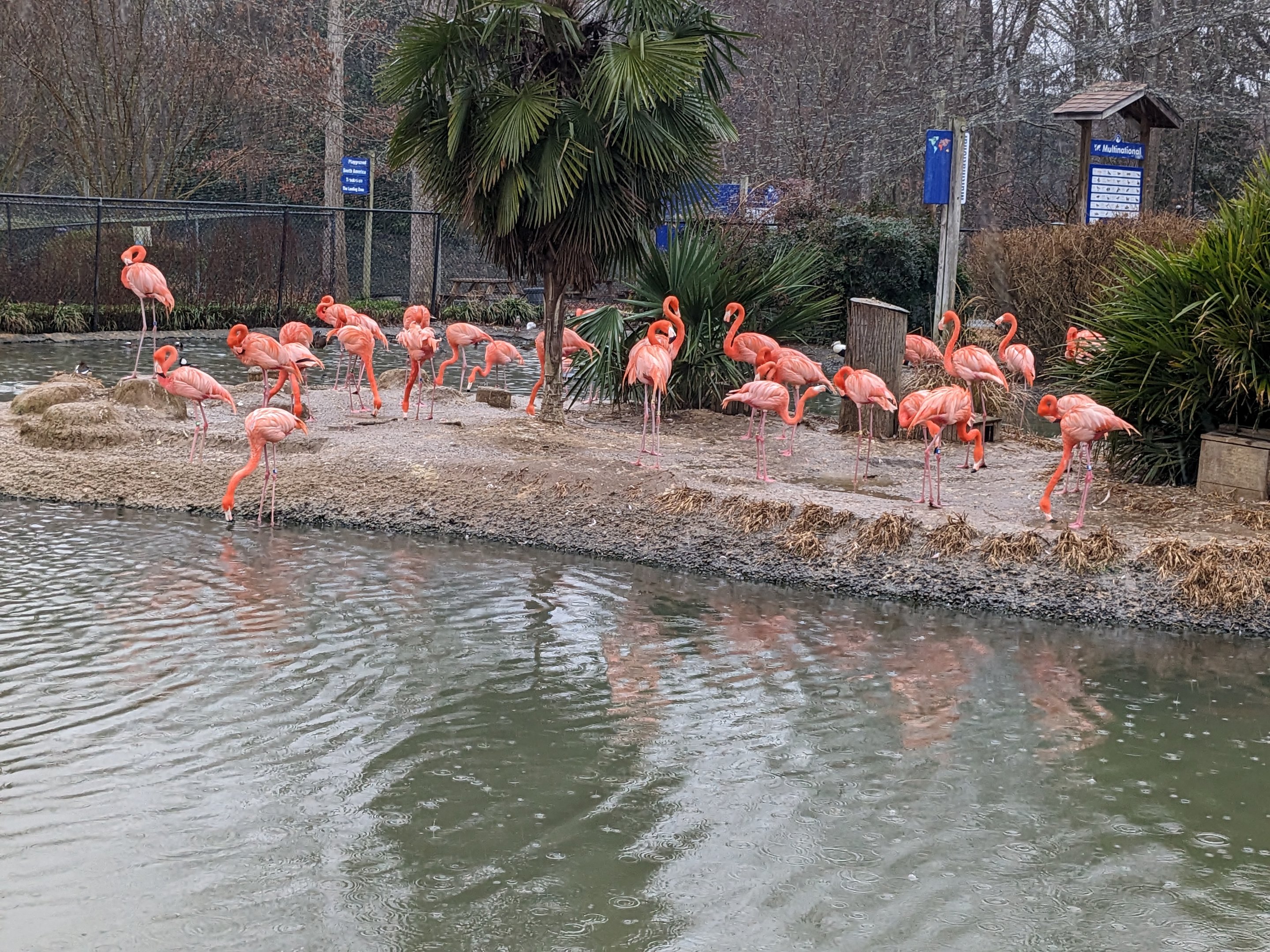 Multinational - American flamingo