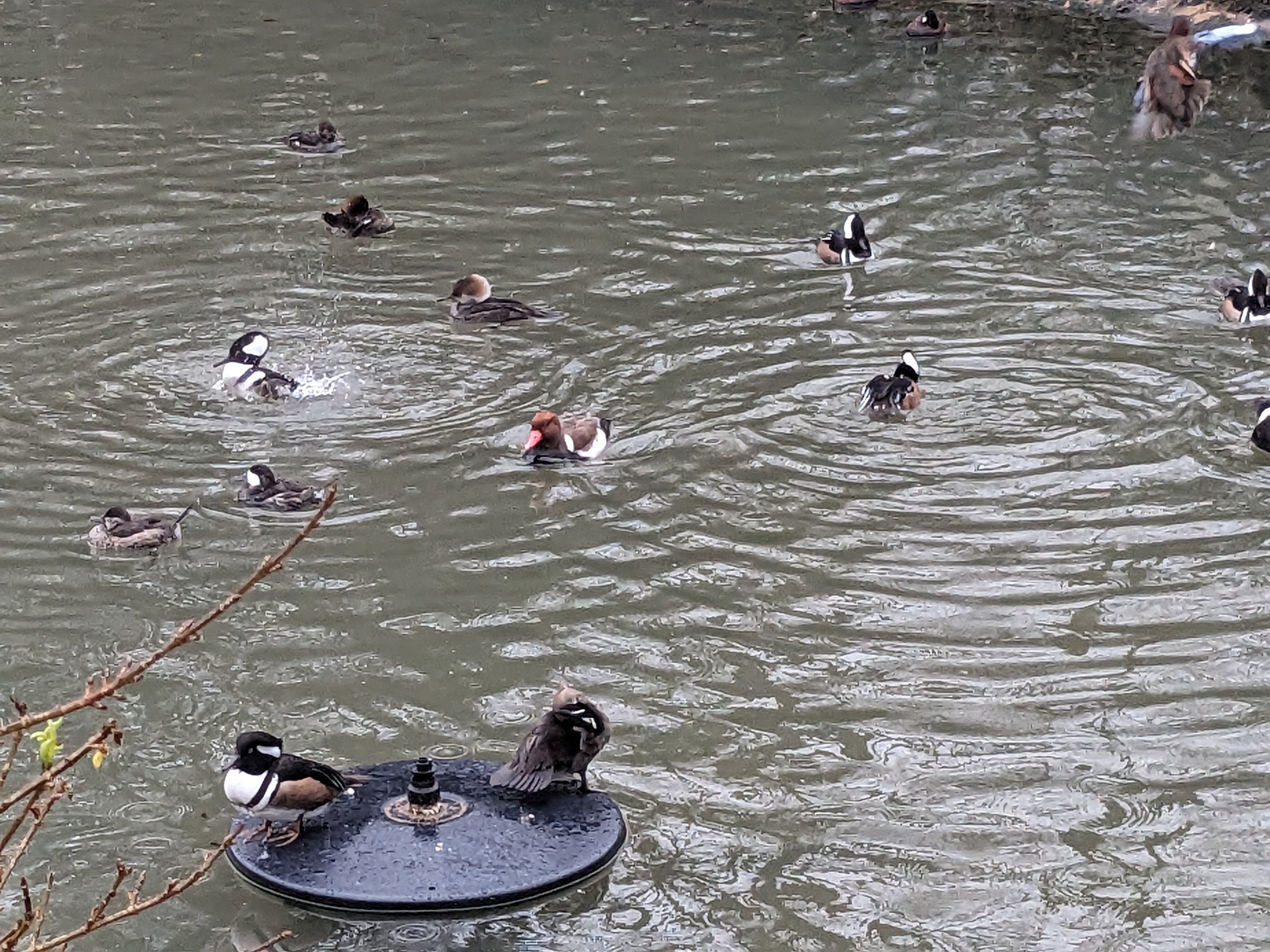 Multinational - various