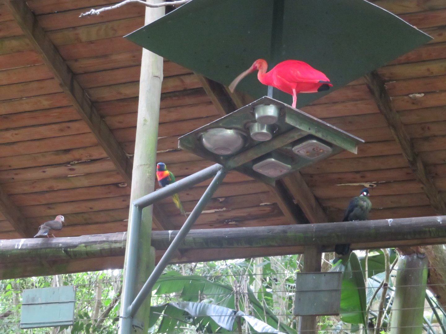 Multiple birds at feeder