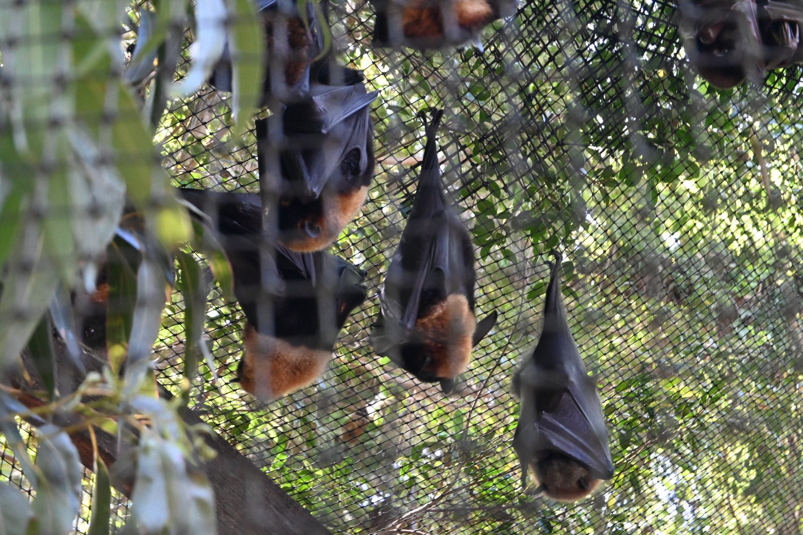 multiple flying-fox species