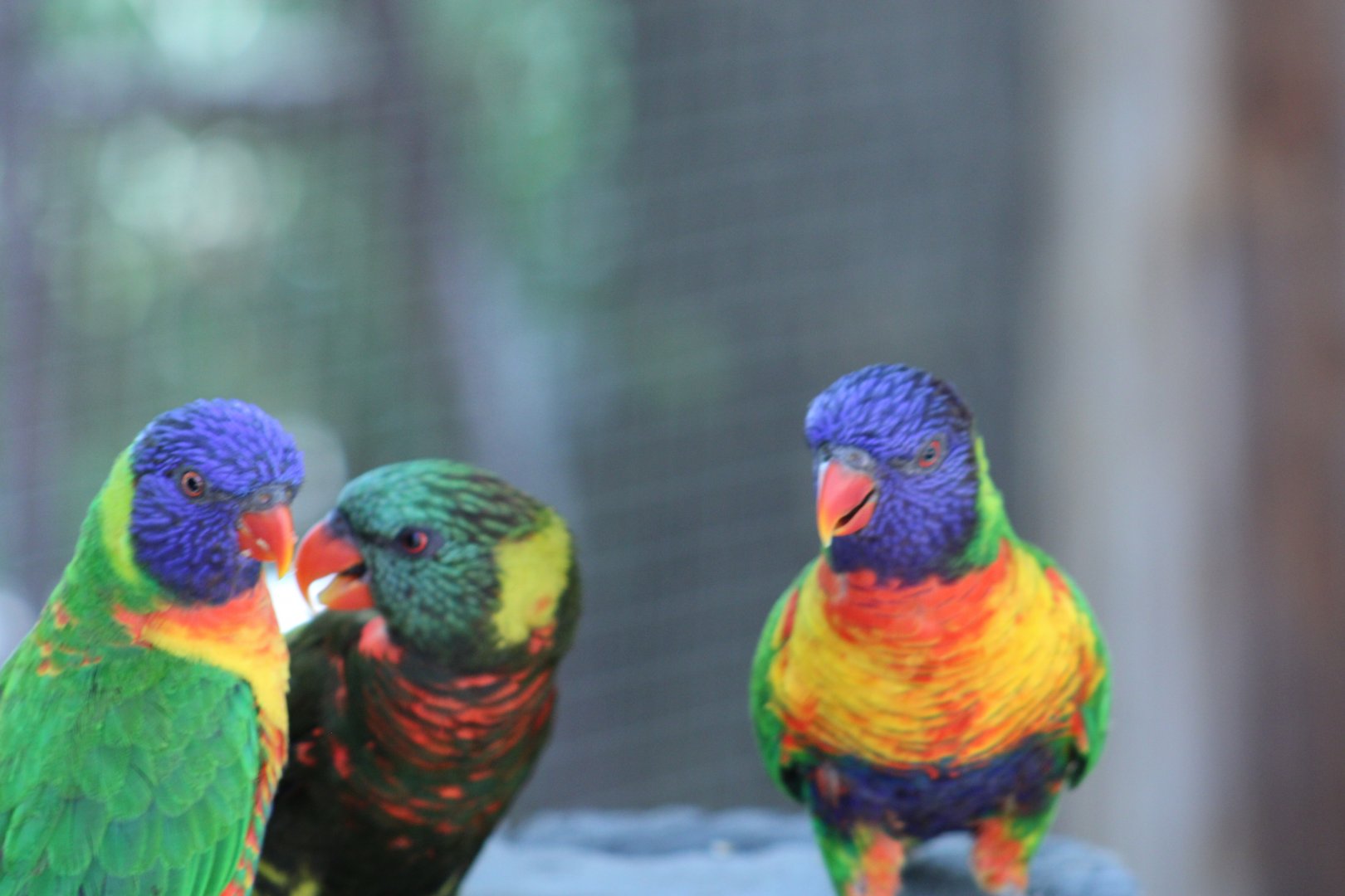 Multiple Lorikeet ID
