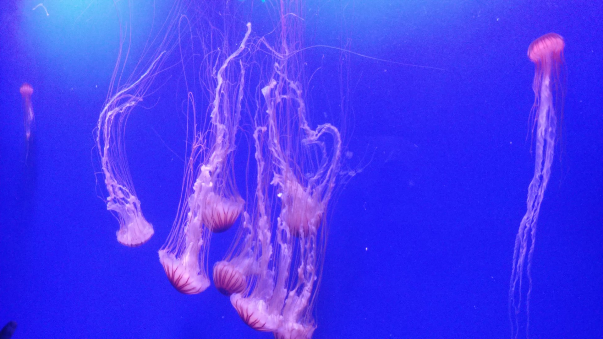 Multiple northern sea nettles