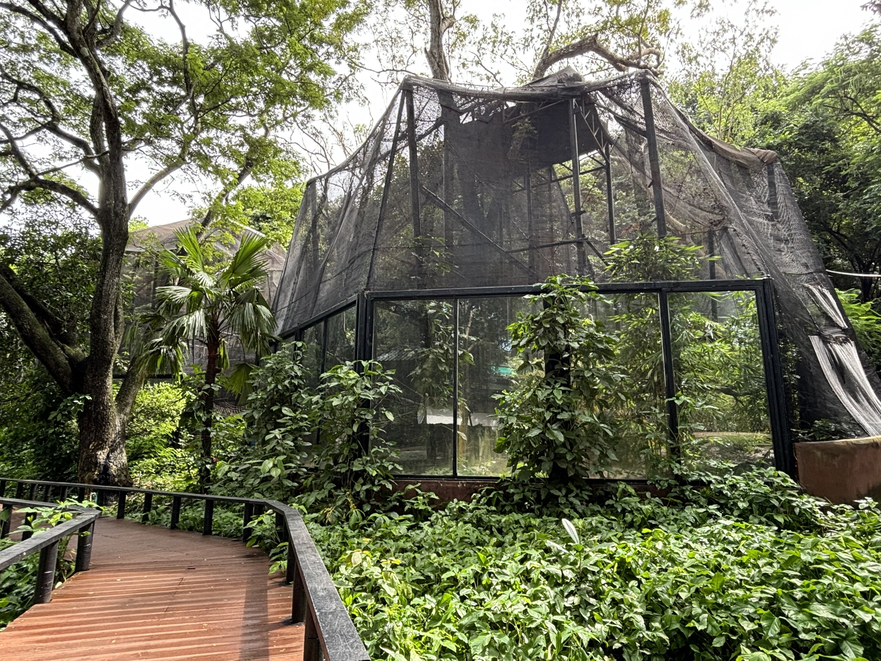 Multiple Red-shanked Douc Langur Exhibits