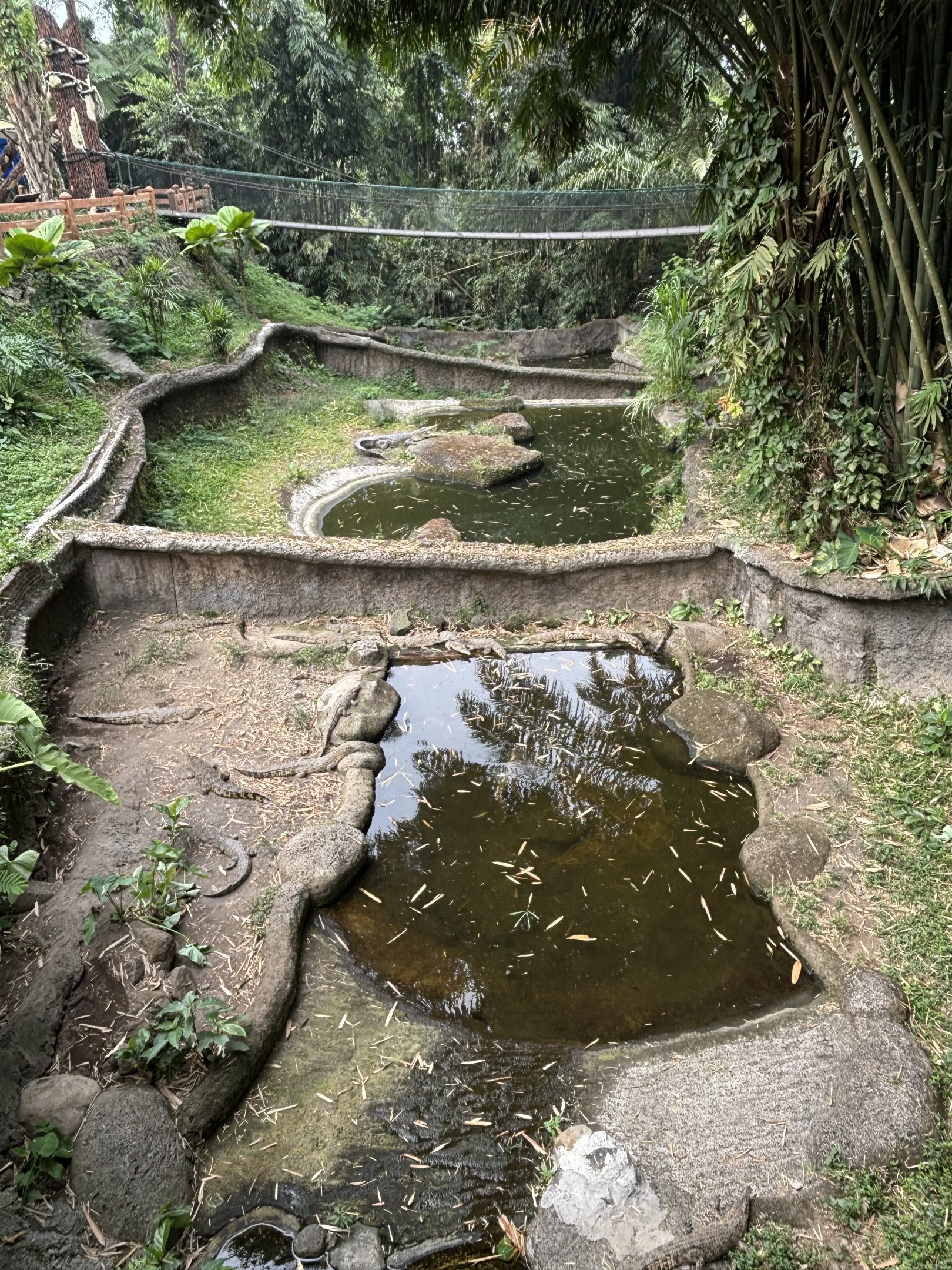 Multiple Saltwater Crocodile Exhibits