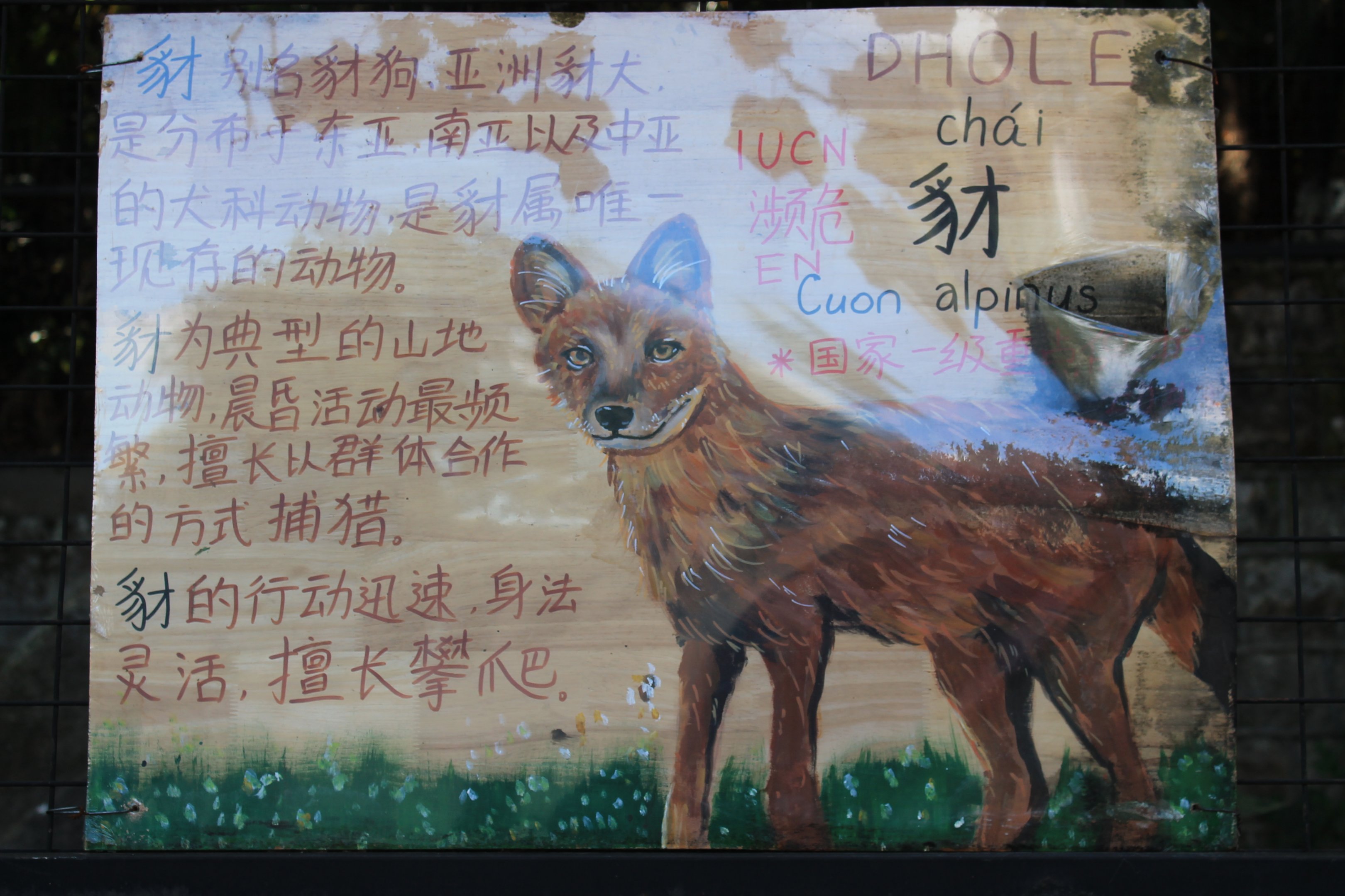 Multiple styles of signage for Dholes