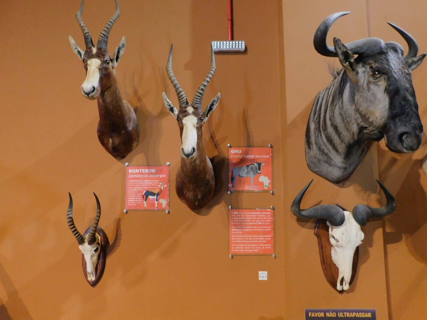 Multiple taxidermies - Museum of PUC Minas - Brazil