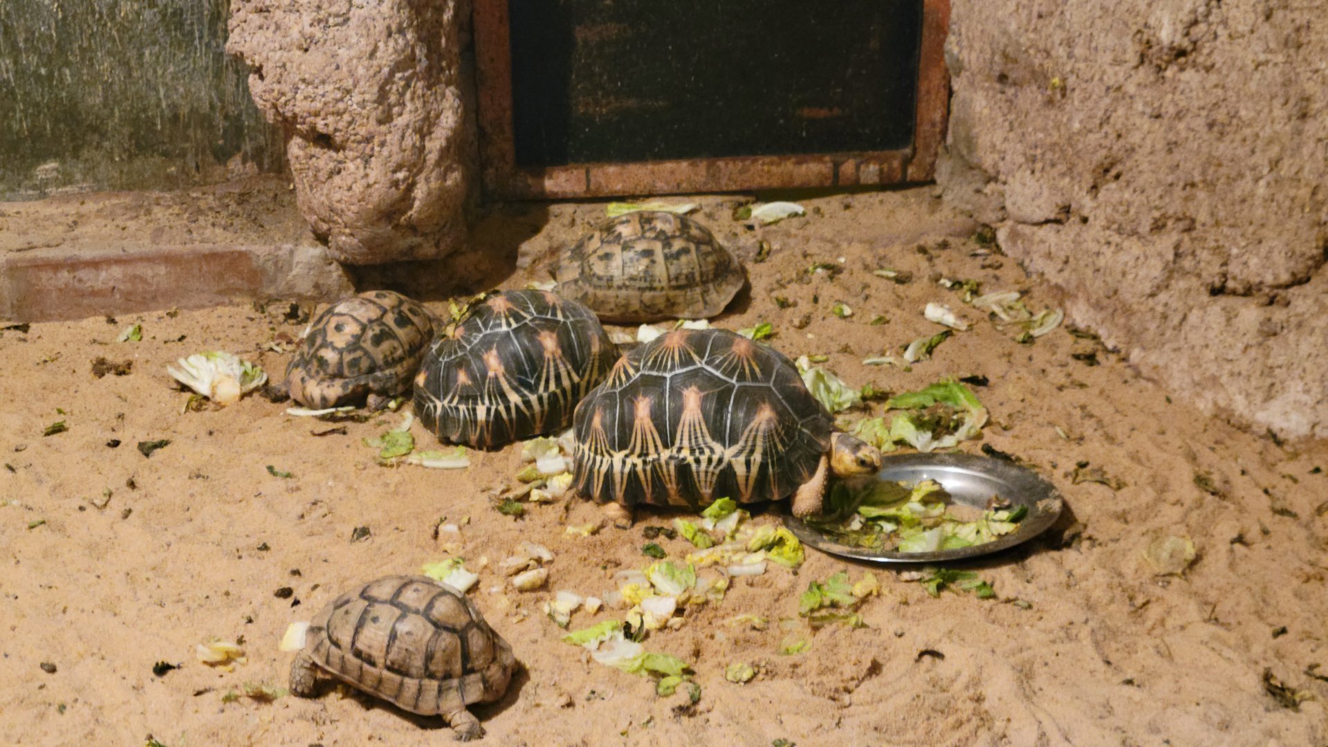 Multiple tortoise species - Dec 2023