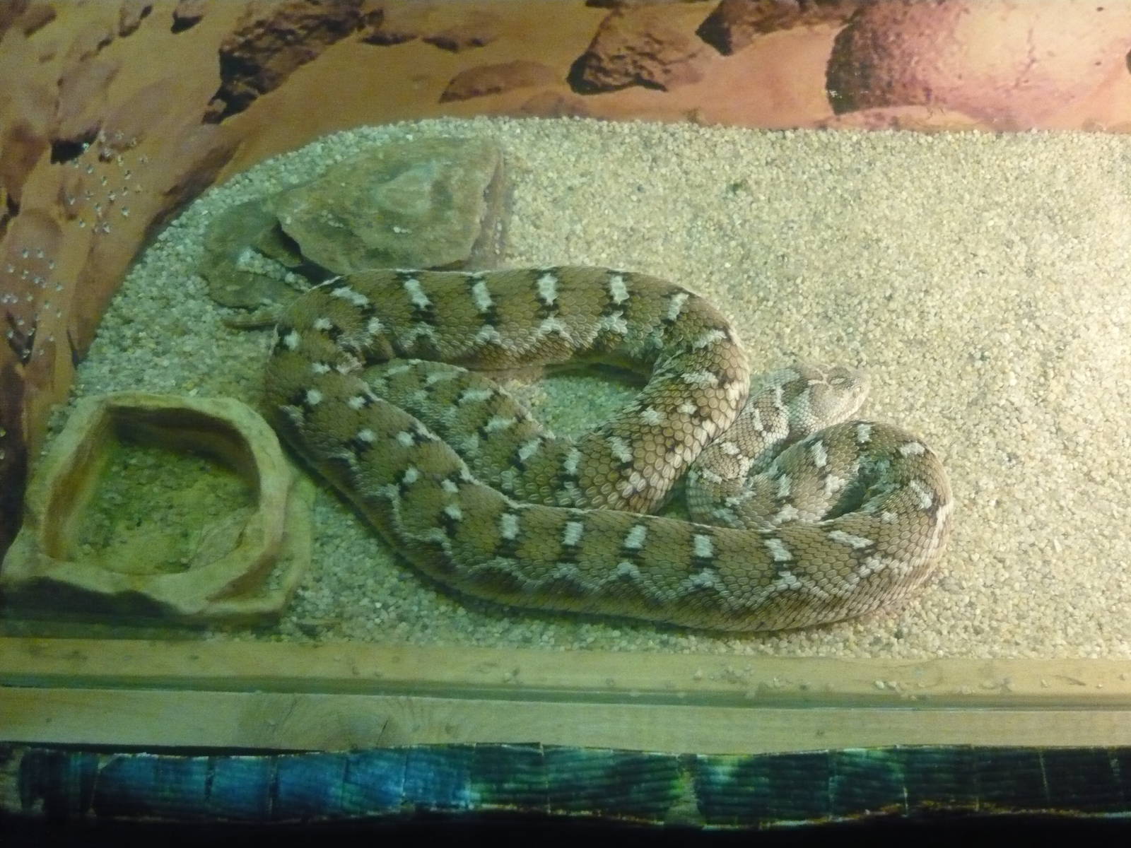 Multiscale saw-scaled viper (Echis carinatus multisquamatus)