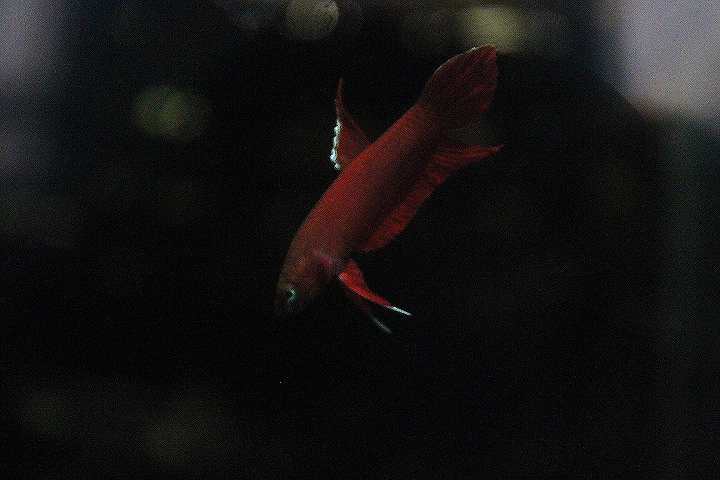 Mulyadi's betta (Betta mulyadii) - PCBA