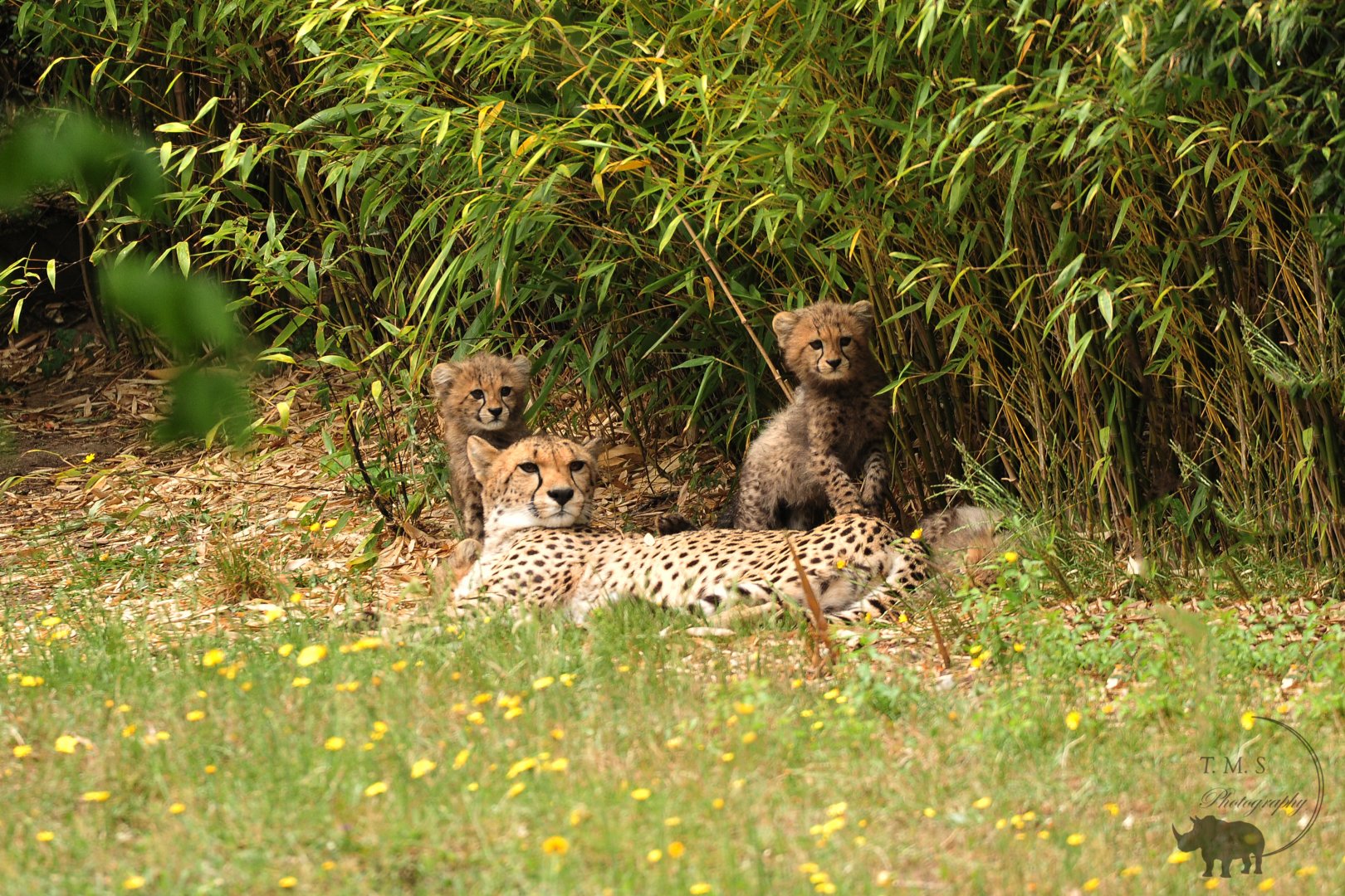 Mum and 4 cubs enjoying the sun