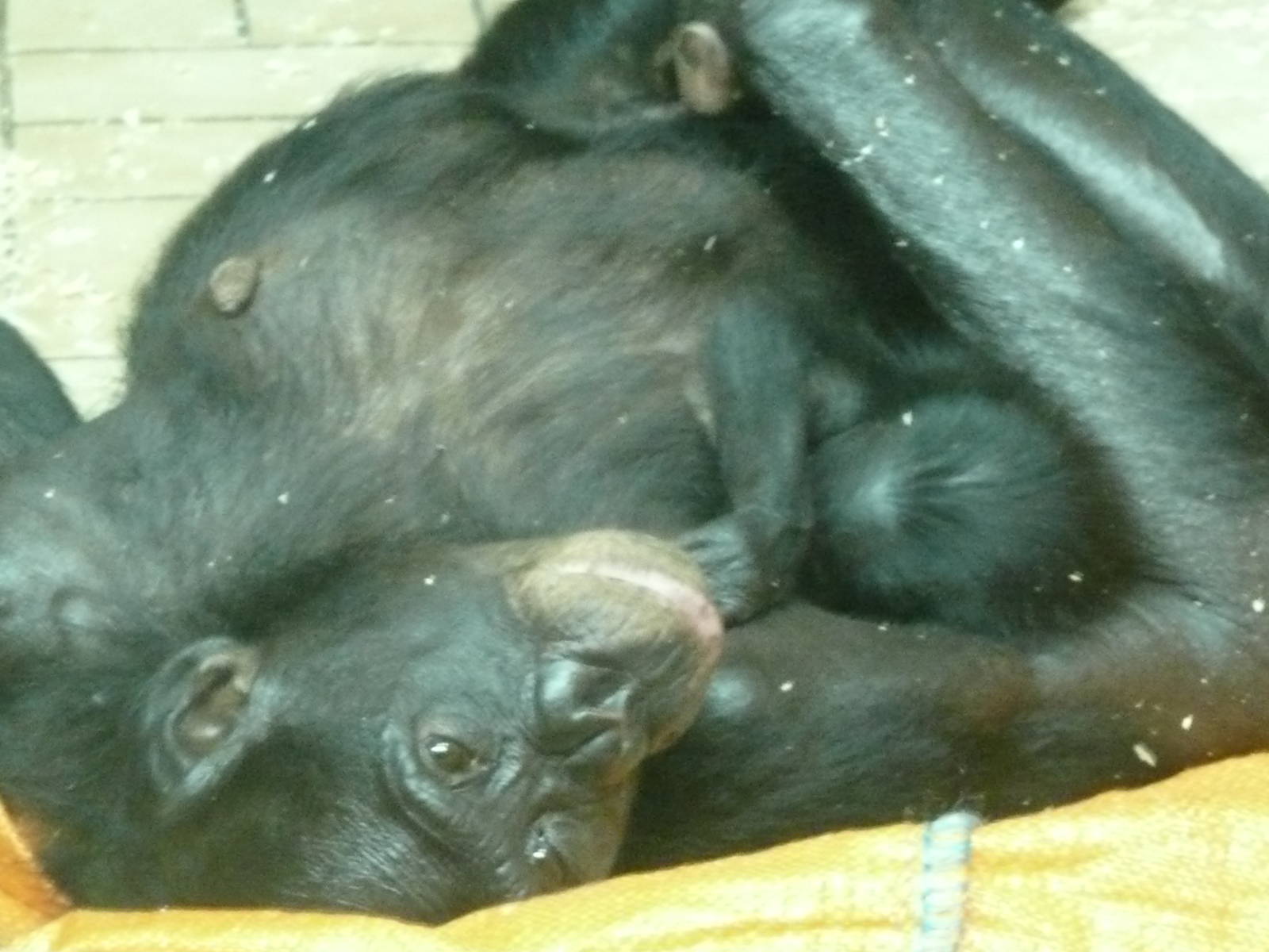 Mum and baby Bonobo