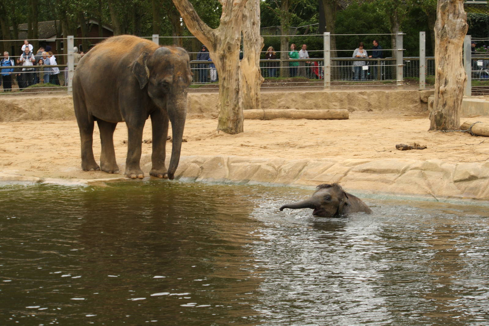 Mum and baby elephant 24 August 2010