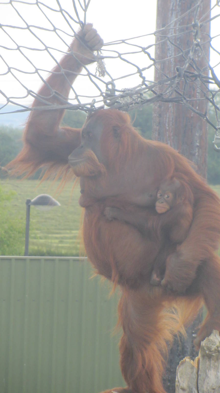 Mum and Baby Orang