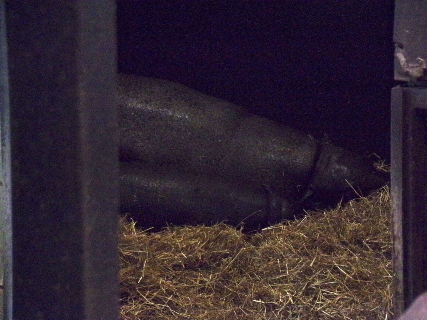 Mum and baby pygmy hippos 20.4.25