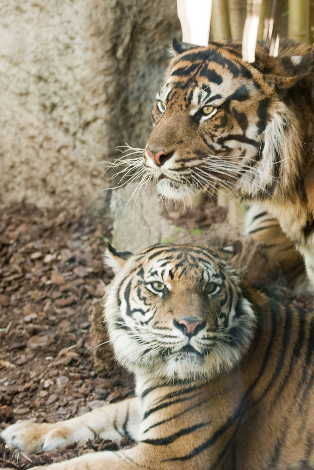 mum dad tiger copy 6x4