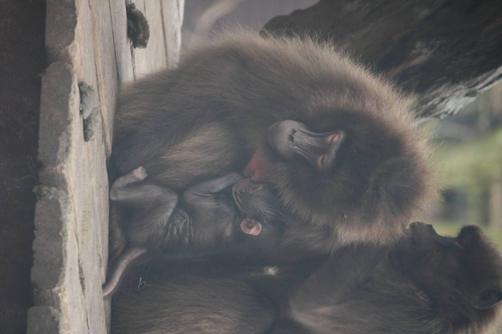 Mum Mena and baby Gelada 24 Jan 2010