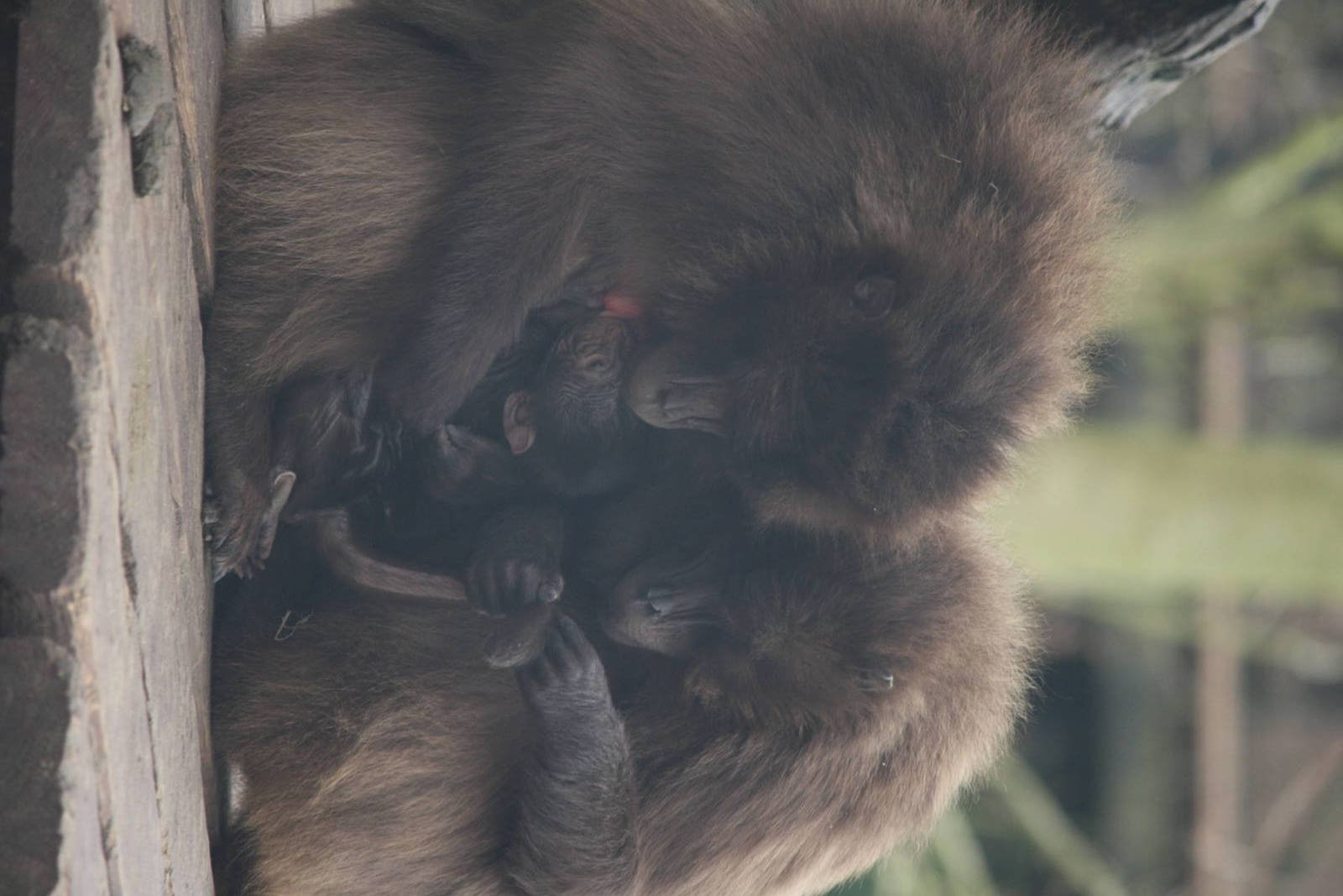 Mum Mena and baby Gelada 24 Jan 2010