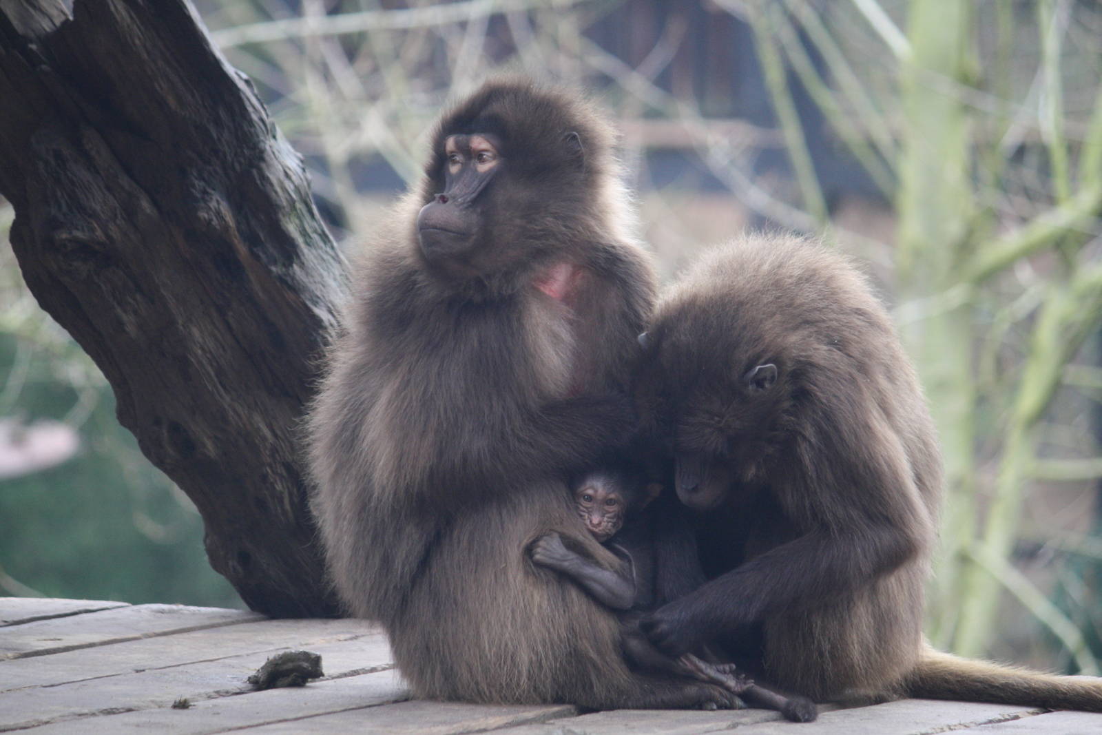 Mum Mena and baby Gelada 24 Jan 2010