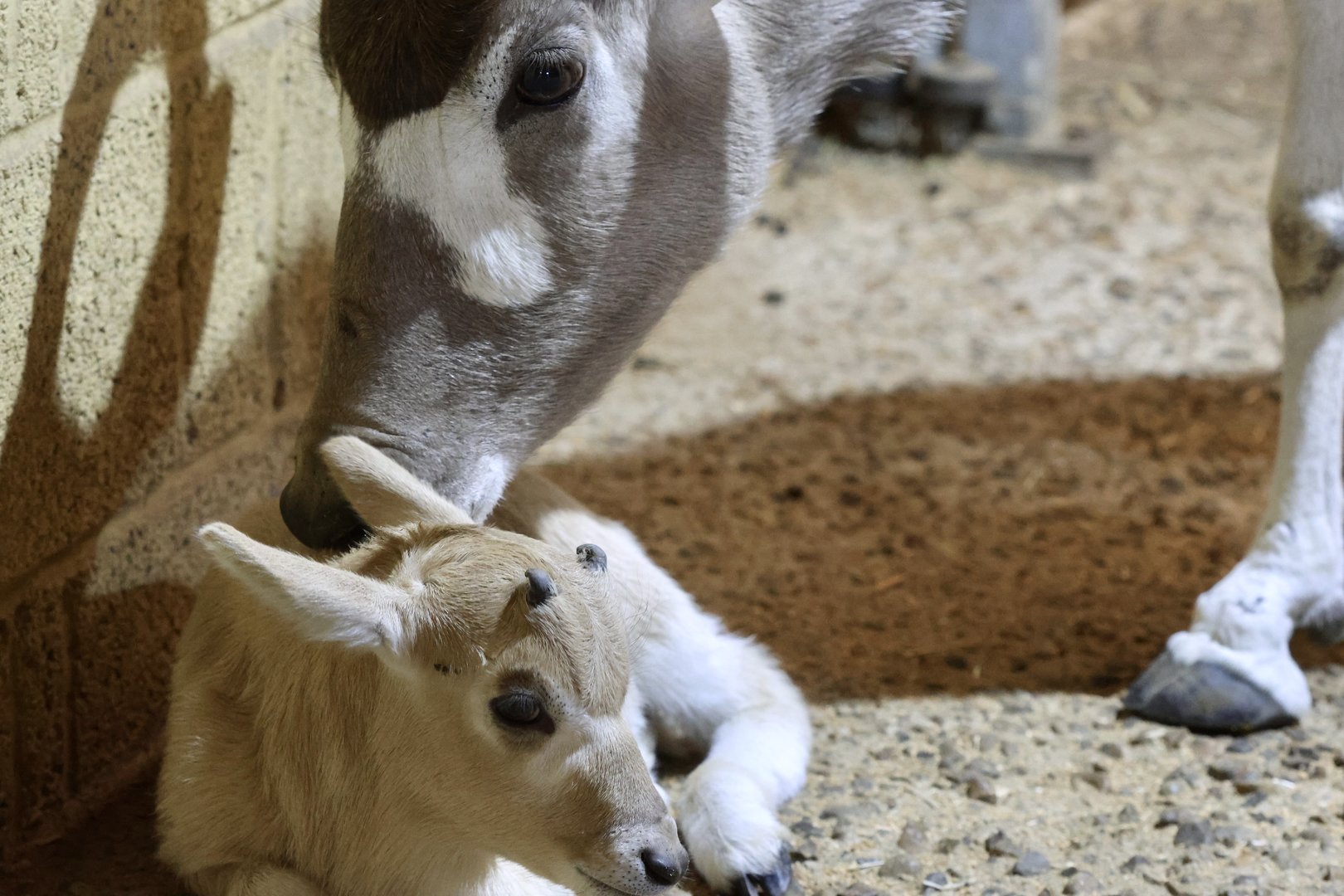 Mum nursing Addax calve