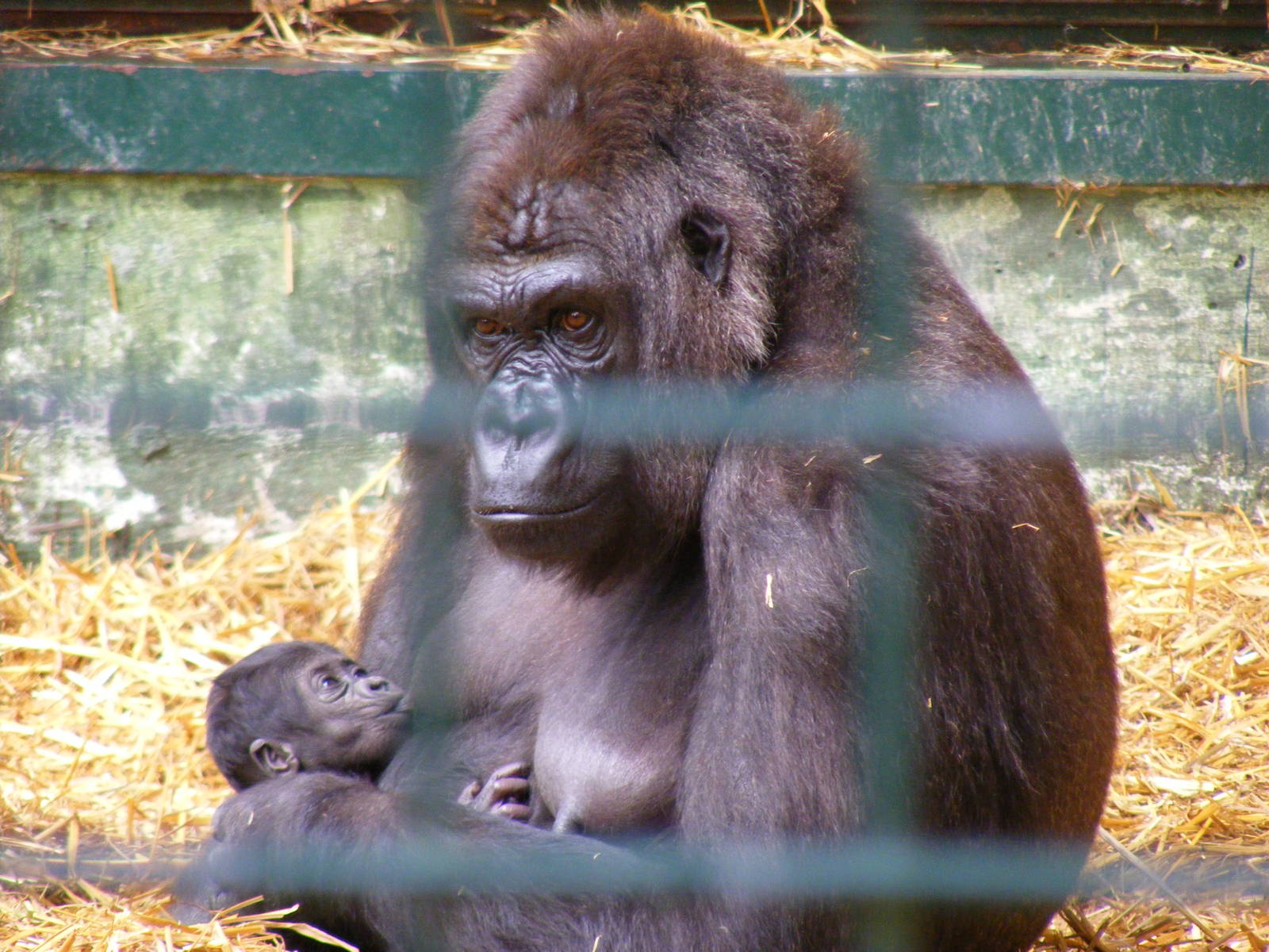 Mumba the gorilla and her baby at Port Lympne Wild Animal Park, 16 May 2009