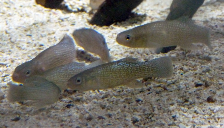 Mummichog (Fundulus heteroclitus)