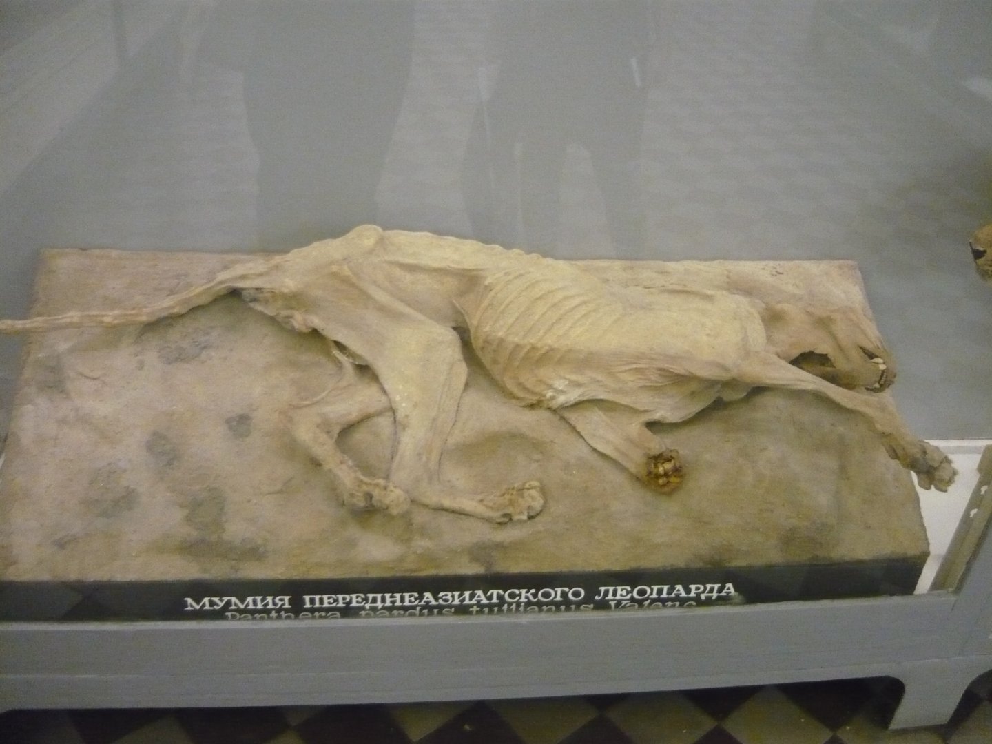 Mummified Persian leopard
