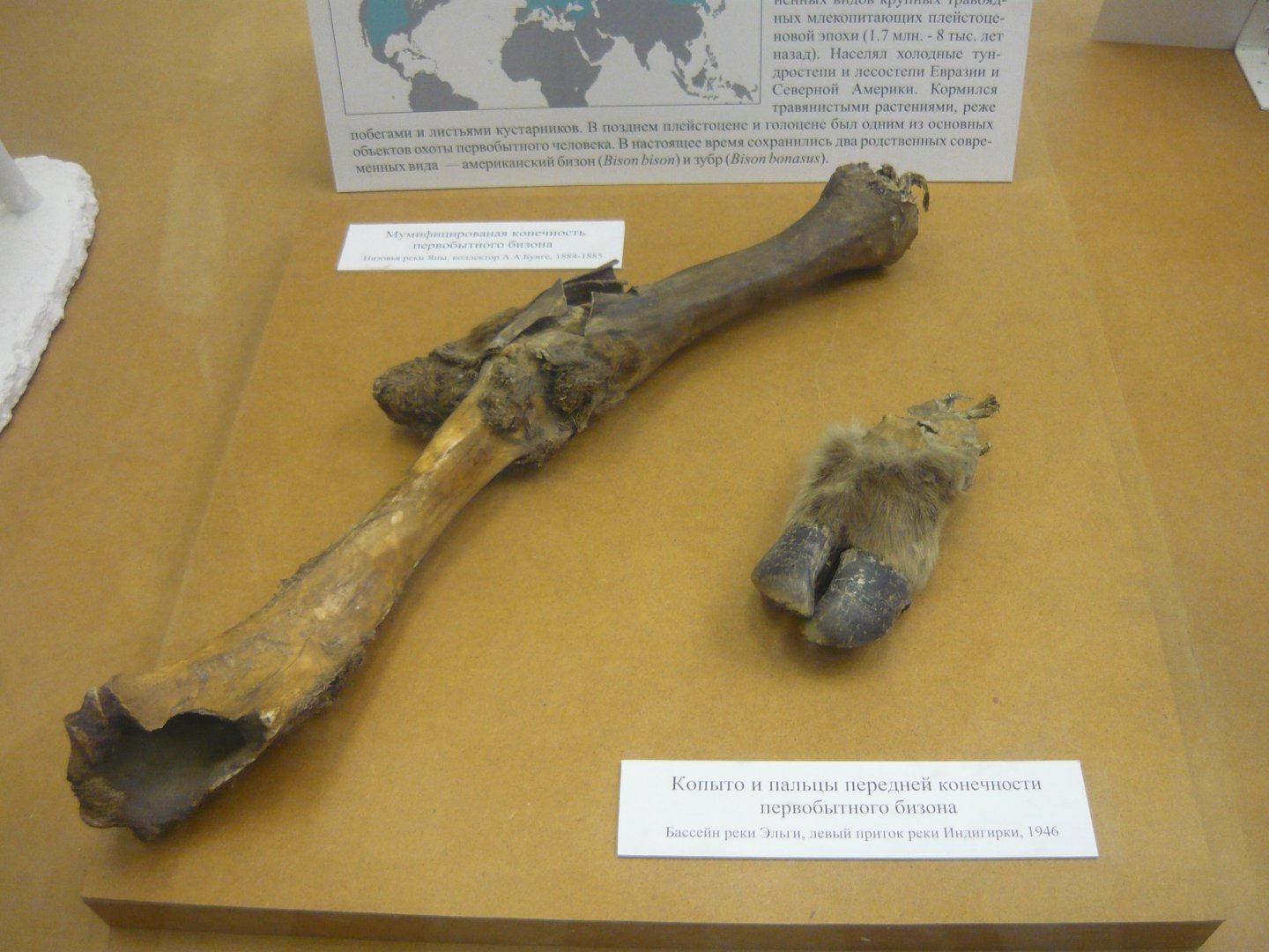 Mummified Pleistocene bison limb fragments